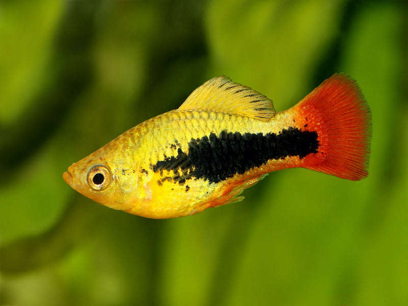 Platy - Xiphophorus maculatus "Variatus Hawaii"