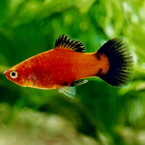 Platy - Xiphophorus maculatus "Rot wagtail"