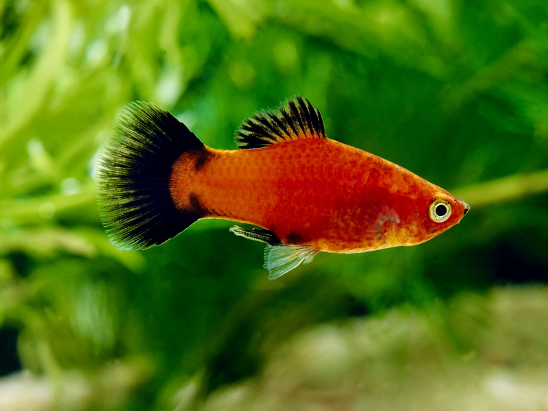 Platy - Xiphophorus maculatus "Rot wagtail"