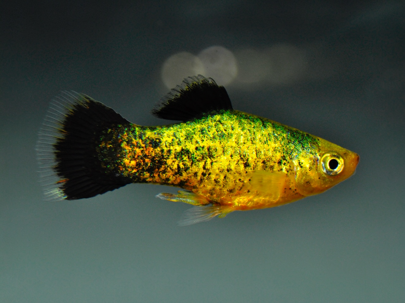 Platy - Xiphophorus maculatus "Gelb wagtail"
