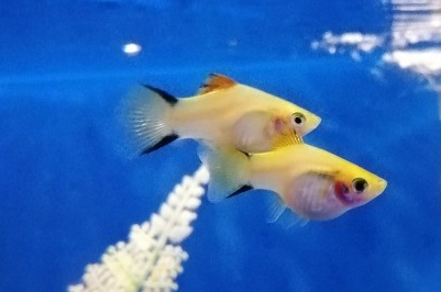 Platy - Xiphophorus maculatus "Yellow victory"