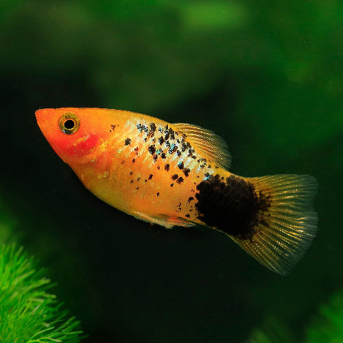 Platy - Xiphophorus maculatus "Orange spottet"