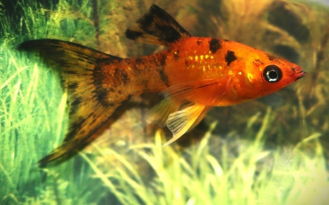 Segelkärpfling - Poecilia velifera "Rot Leopard schleier"