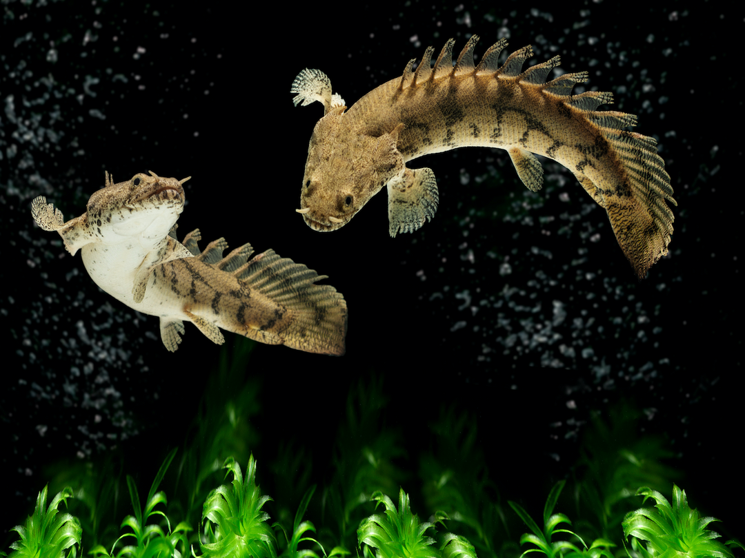 Endlichers Flösselhecht  - Polypterus endlicheri endlicheri
