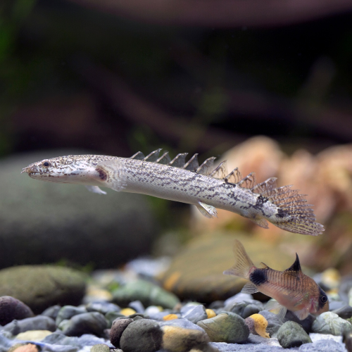 Zaire-Flösselhecht - Polypterus delhezi