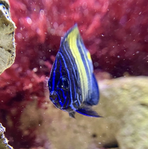Halbmond Kaiserfisch - Pomacanthus asfur "Nachzucht"