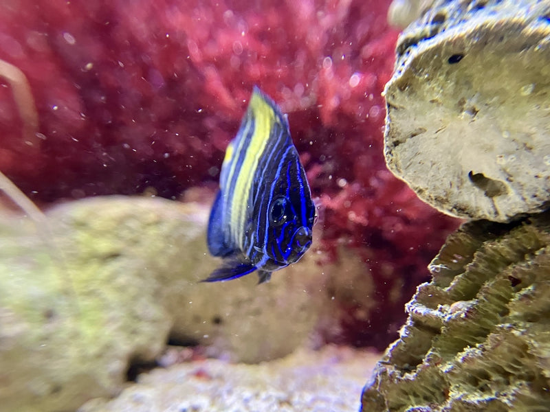 Halbmond Kaiserfisch - Pomacanthus asfur "Nachzucht"