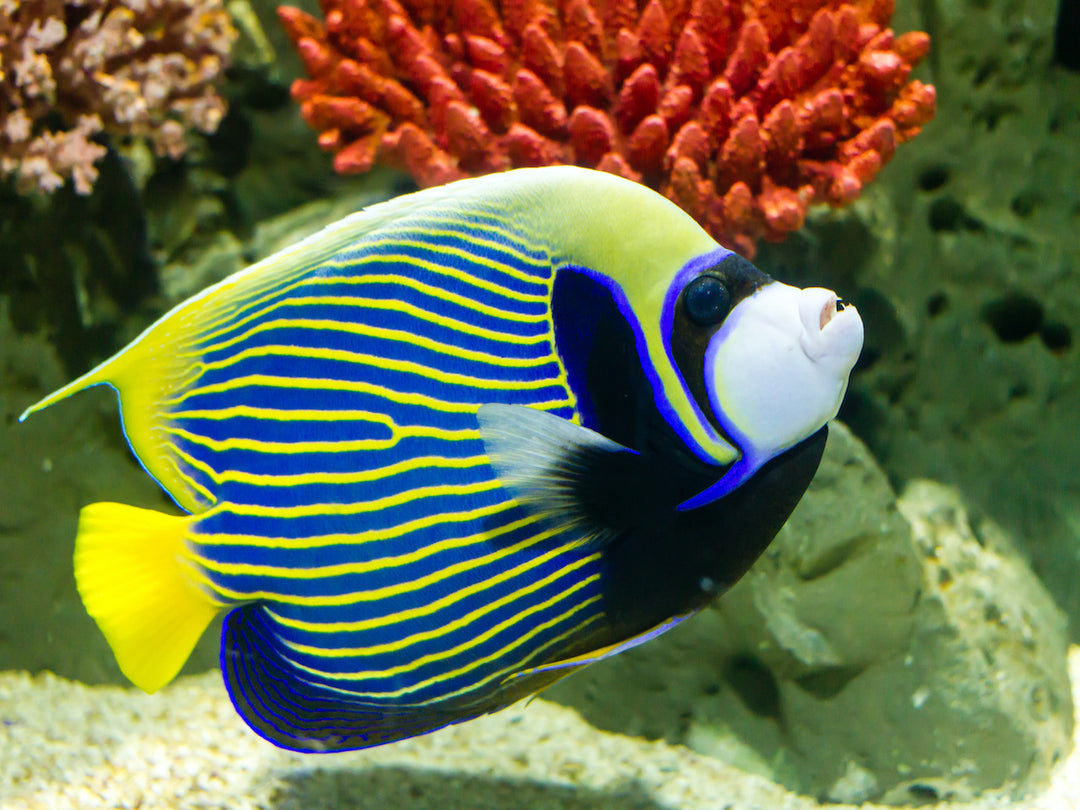 Imperator Kaiserfisch - Pomacanthus imperator "Adult"