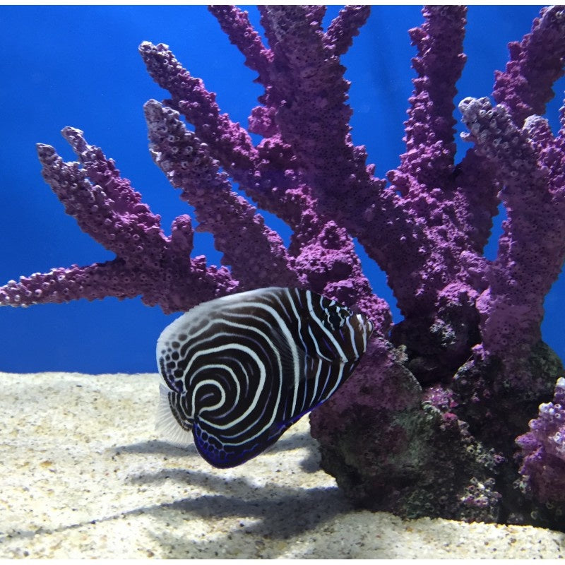 Imperator Kaiserfisch "Juvenil"