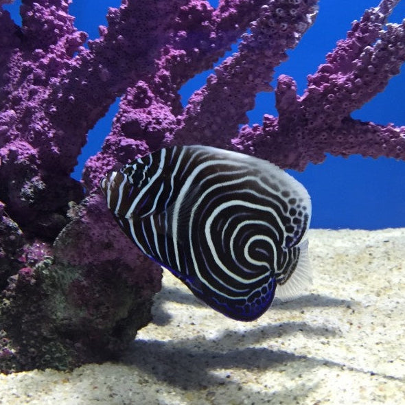 Imperator Kaiserfisch - Pomacanthus imperator "Juvenil" Nachzucht