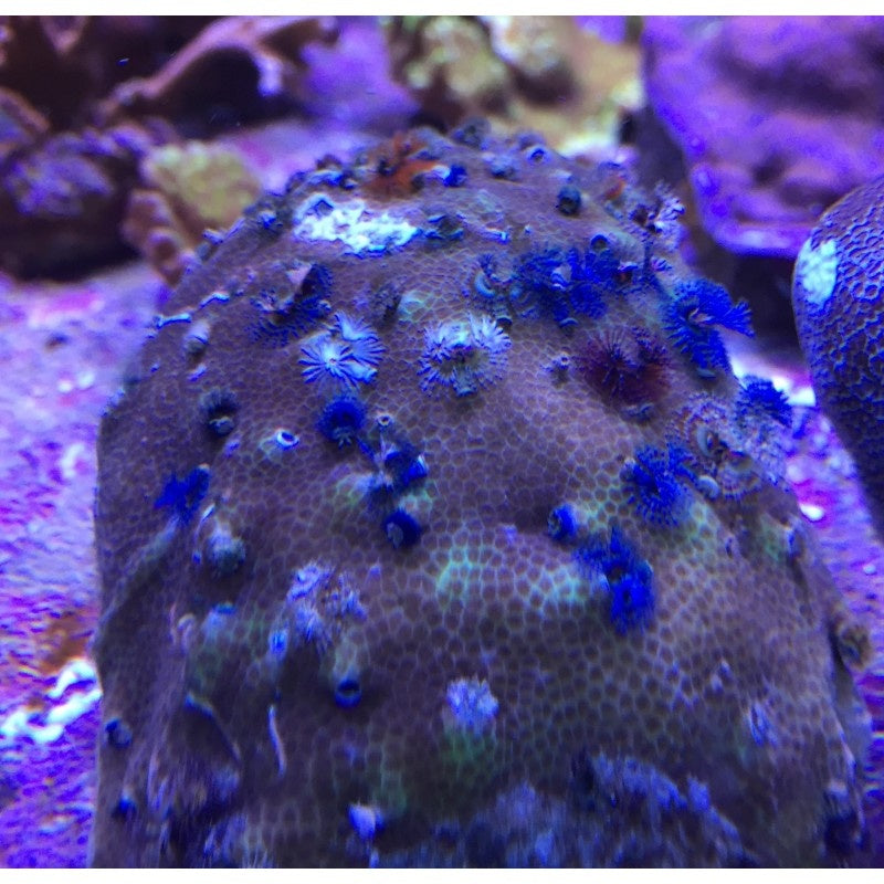 Porites spp.