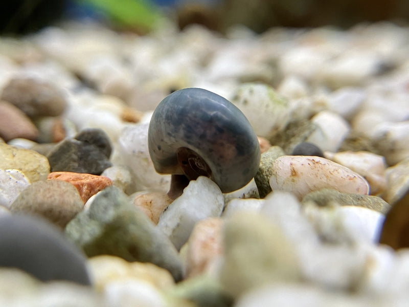 Posthornschnecke - Planorbarius corneus "Blau"