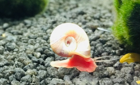 Posthornschnecke - Planorbarius corneus "Rosa"