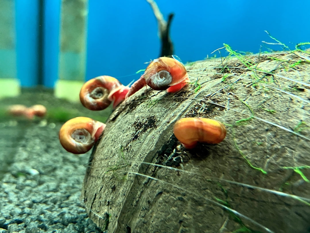 Posthornschnecke - Planorbarius corneus "Rot"
