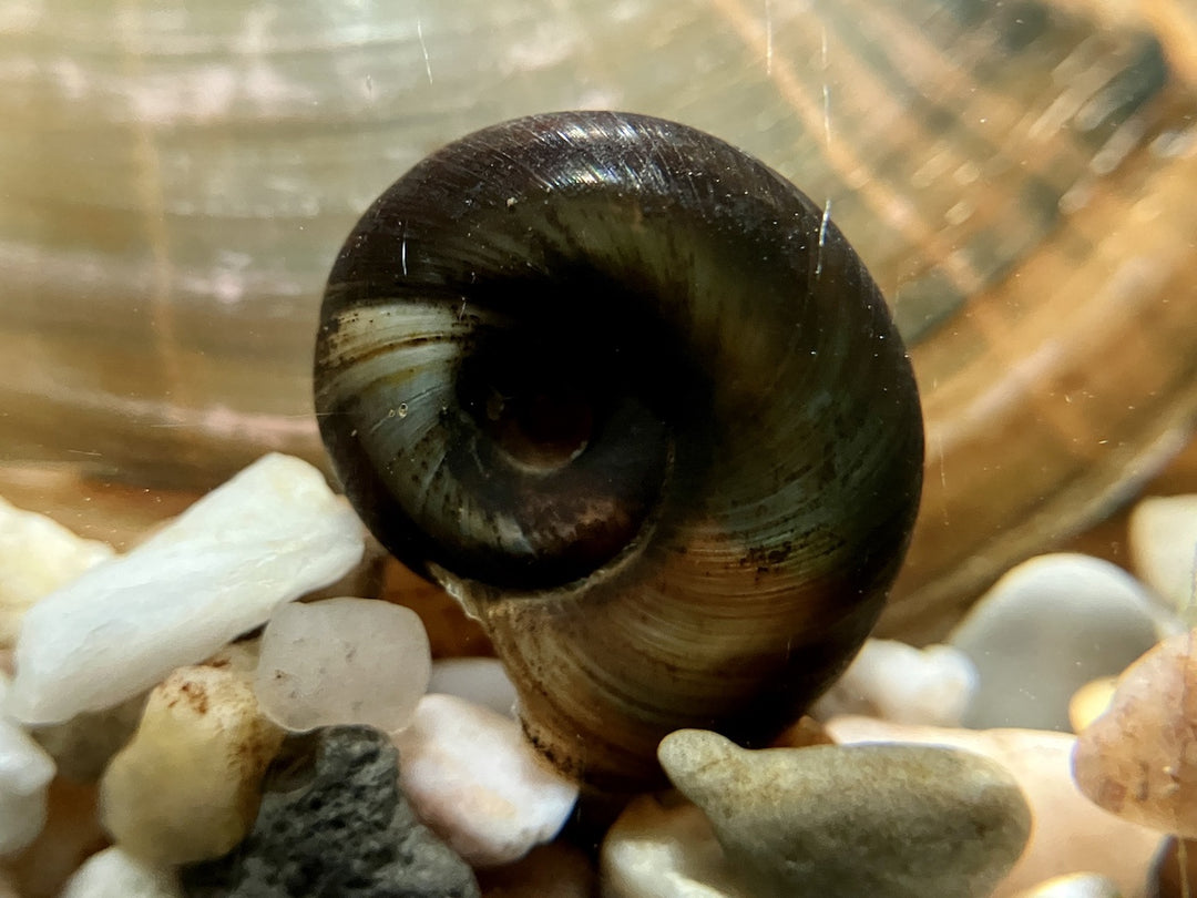 Posthornschnecke - Planorbarius corneus