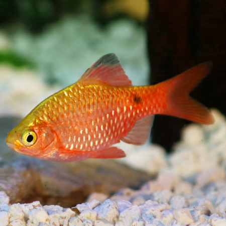 Prachtbarbe - Pethia conchonius