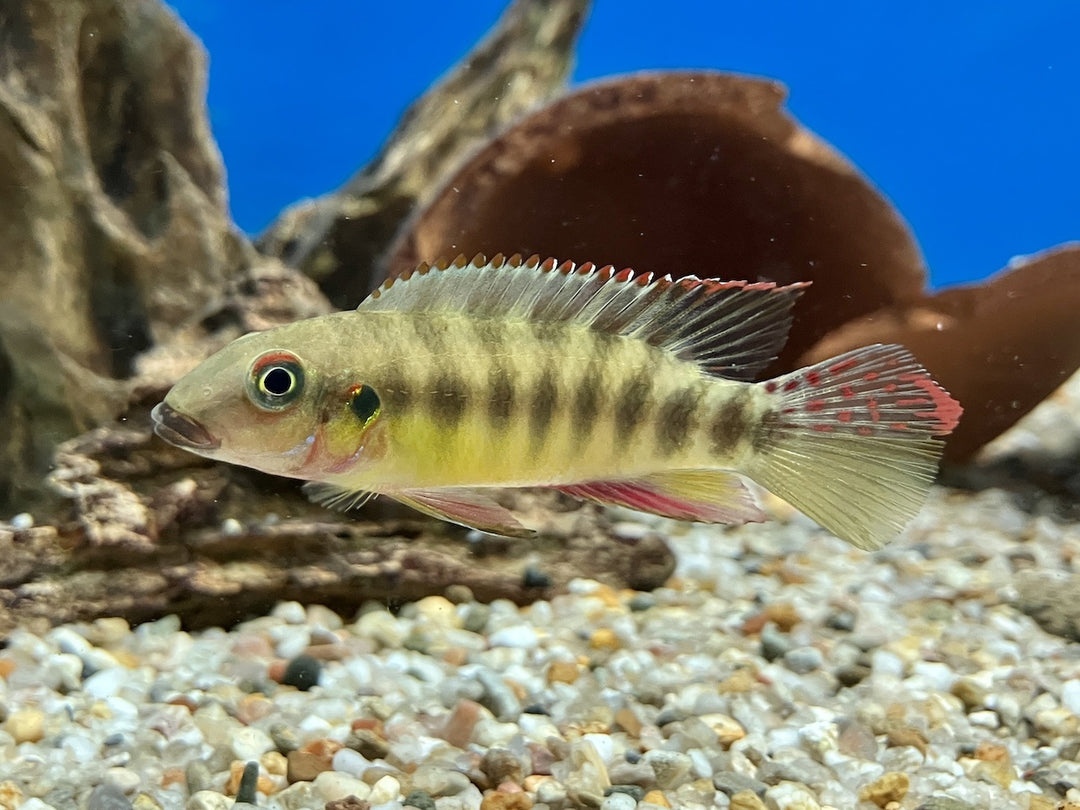 Prachtbuntbarsch - Pelvicachromis humilis sp. boffa