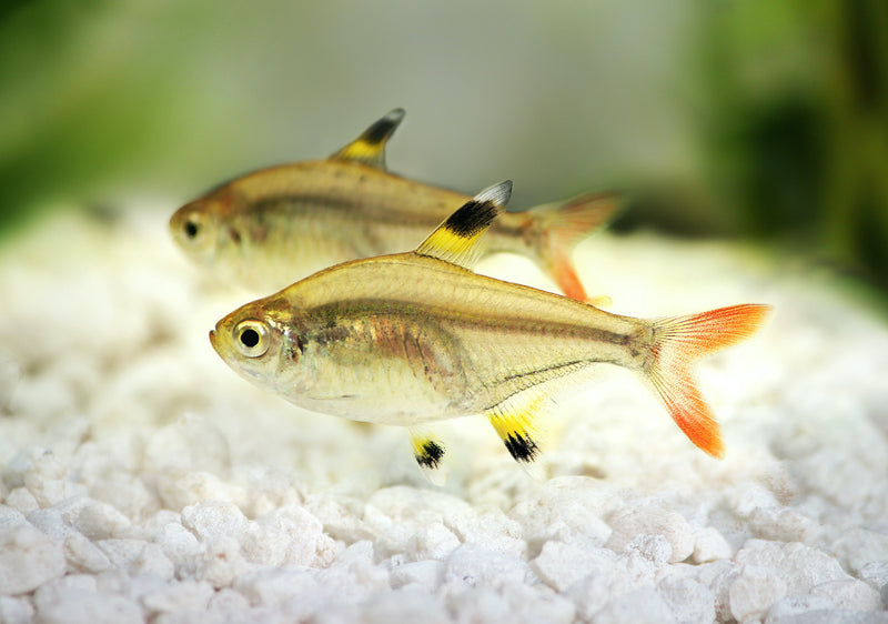 Sternflecksalmler - Pristella maxillaris
