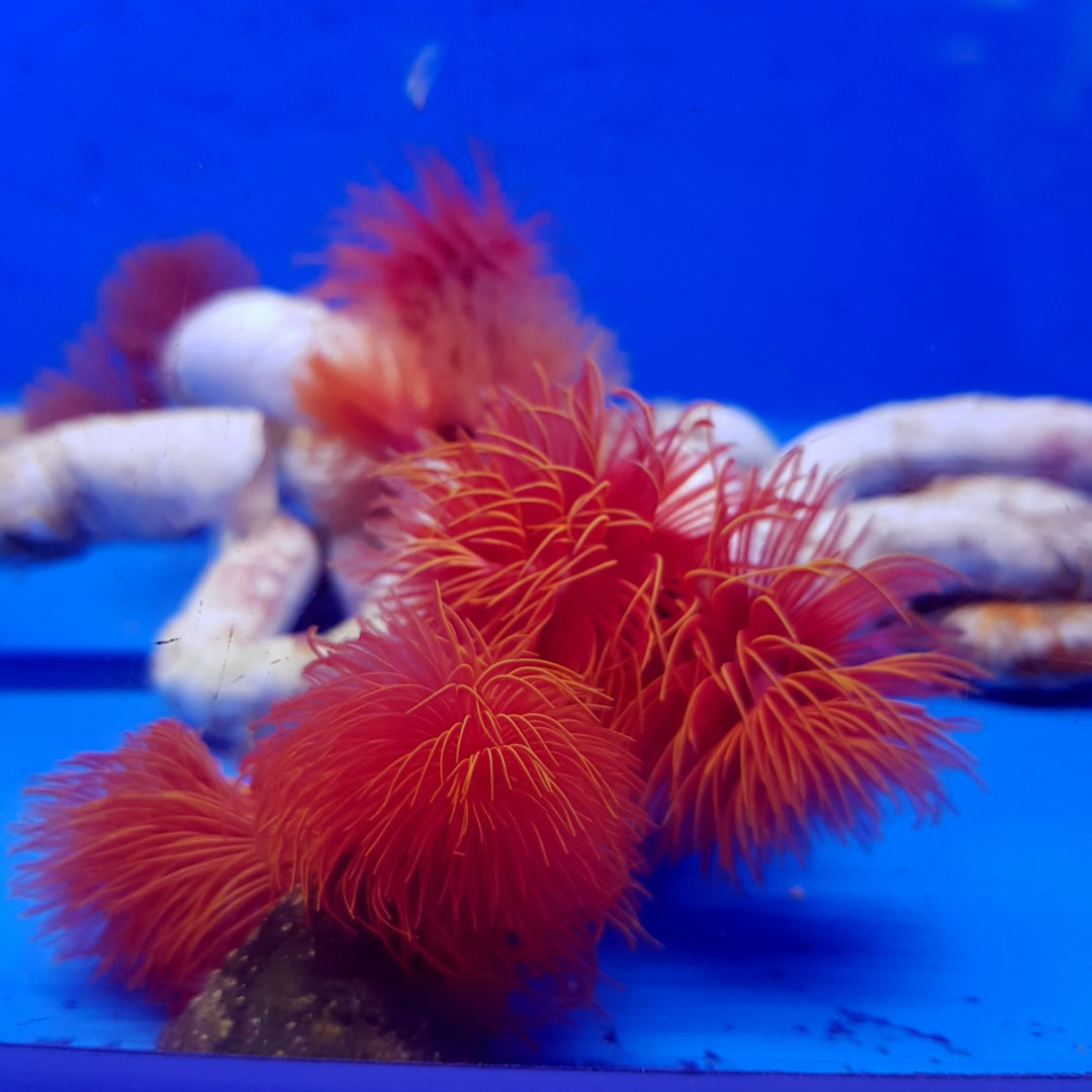 Kalkröhrenwurm - Protula bispiralis "Rot"