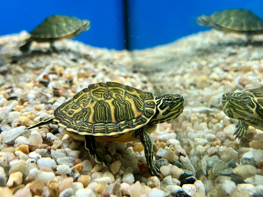 Florida Rotbauch Schmuckschildkröte  - Pseudemys nelsoni