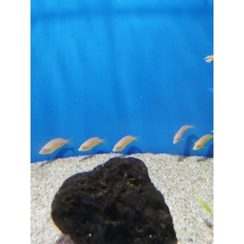Pspeudetropus maculatus - Indischer Buntbarsch