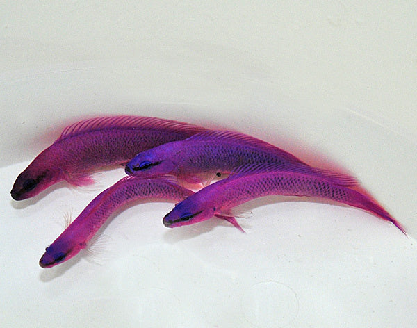 Fridmans Zwergbarsch - Pseudochromis fridmani "Nachzucht"