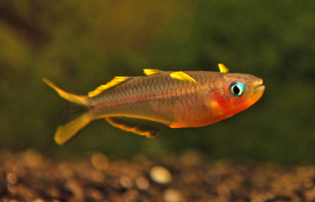 Gabelschwanz Blauauge - Pseudomugil furcatus