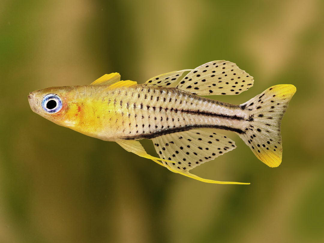 Gepunktetes Blauauge - Pseudomugil gertrudae