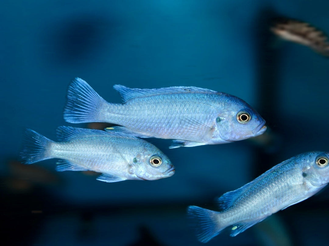 Kobaltblauer Zebrabuntbarsch - Pseudotropheus callainos