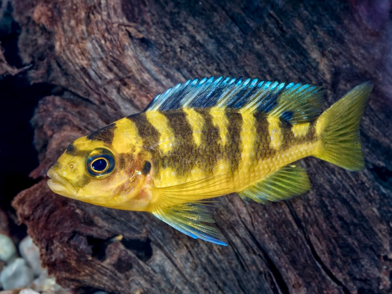 Chamäleonbuntbarsch - Pseudotropheus crabro