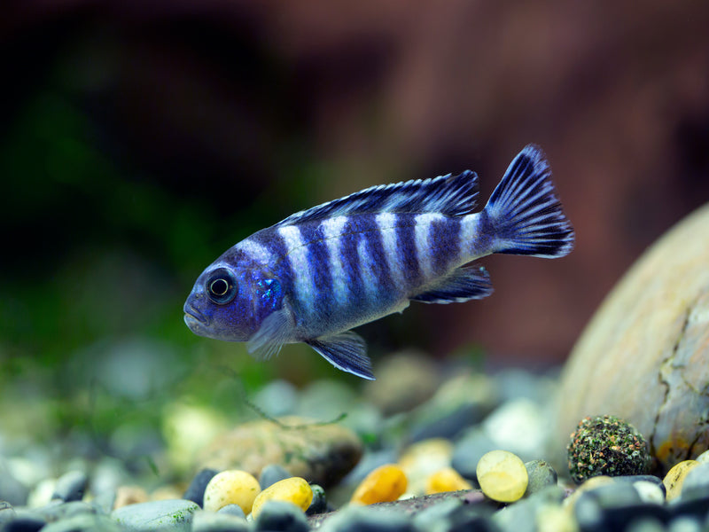 Demasons Maulbrüter - Pseudotropheus demasoni