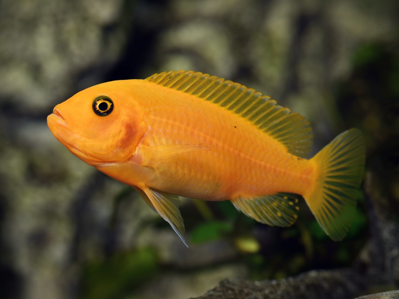 Roter Zebrabuntbarsch - Pseudotropheus estherae