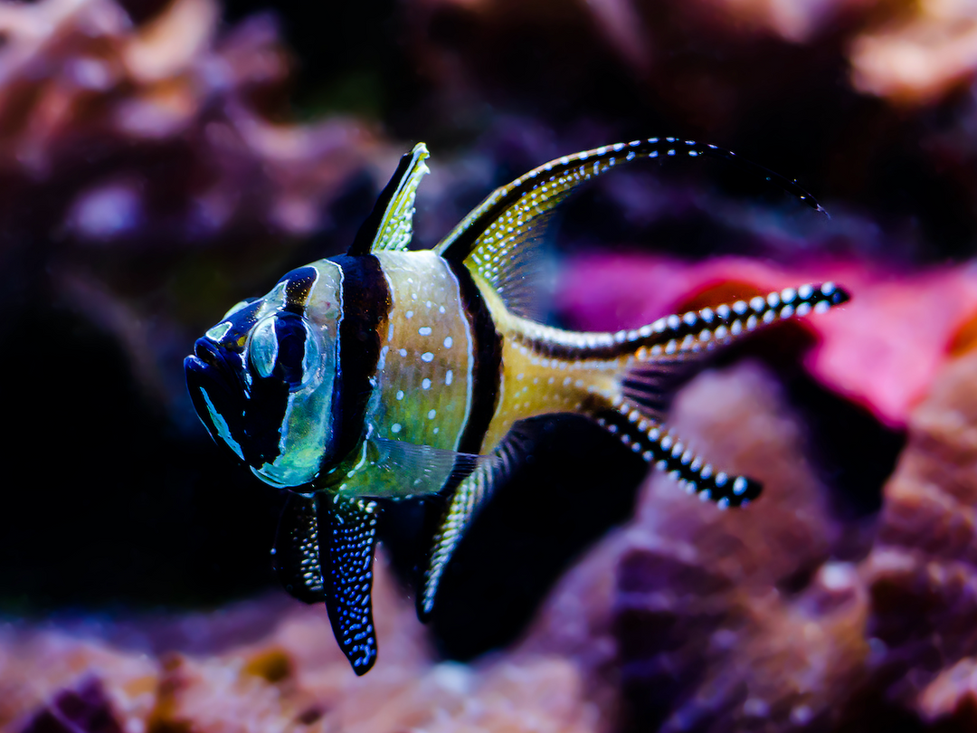 Banggai Kardinalbarsch - Pterapogon kauderni XL