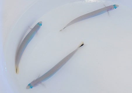 Torpedogrundel - Ptereleotris heteroptera