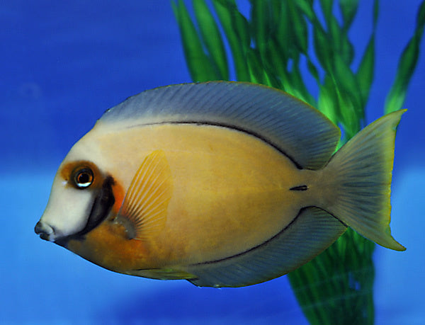 Schokoladen Doktorfisch - Acanthurus pyroferus "Halbschwarz"