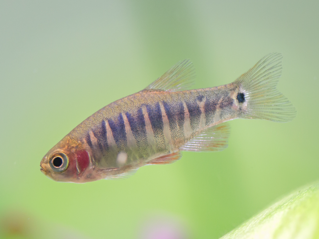 Querstreifen Zwergbärbling - Danio erythromicron