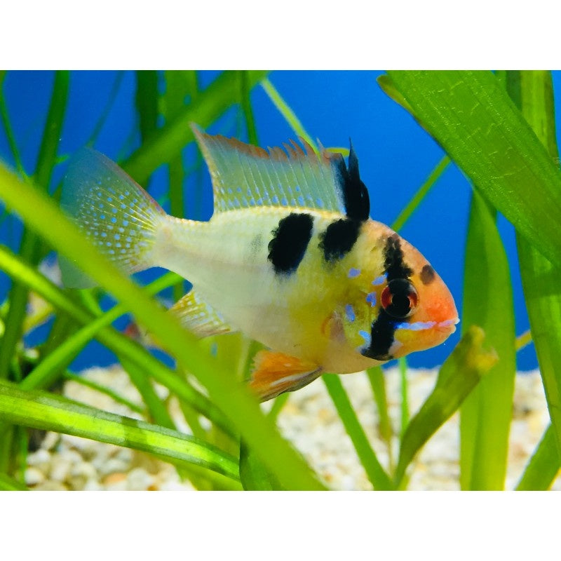 Südamerikanischer Schmetterlingsbuntbarsch - Mikrogeophagus ramirezi