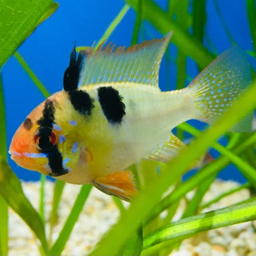 Südamerikanischer Schmetterlingsbuntbarsch - Mikrogeophagus ramirezi