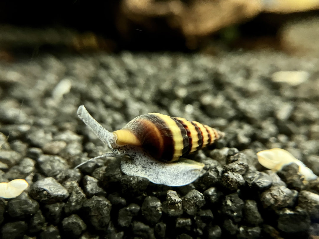 Raubschnecke - Clea helena (Anentome helena)