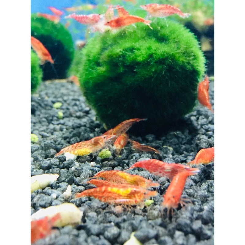 Zwerggarnele - Neocaridina davidi "Red Fire"