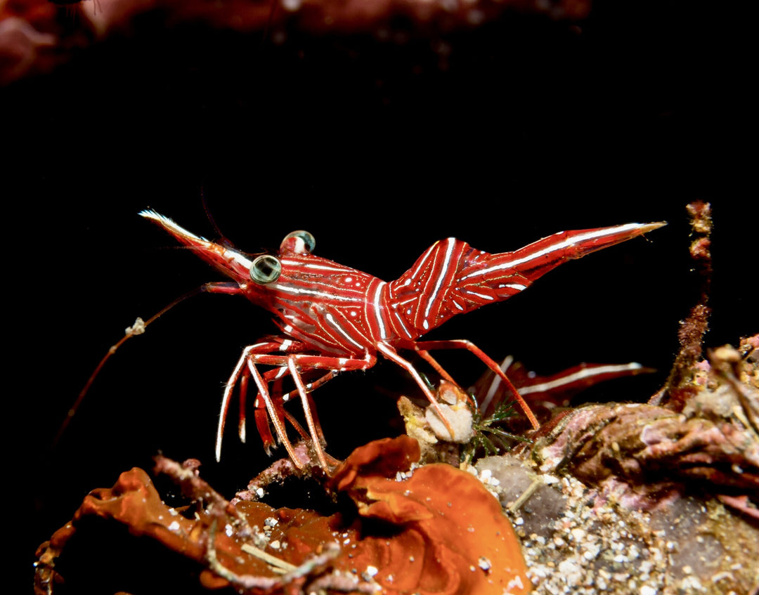 Durban Tanzgarnele - Rhynchocinetes durbanensis