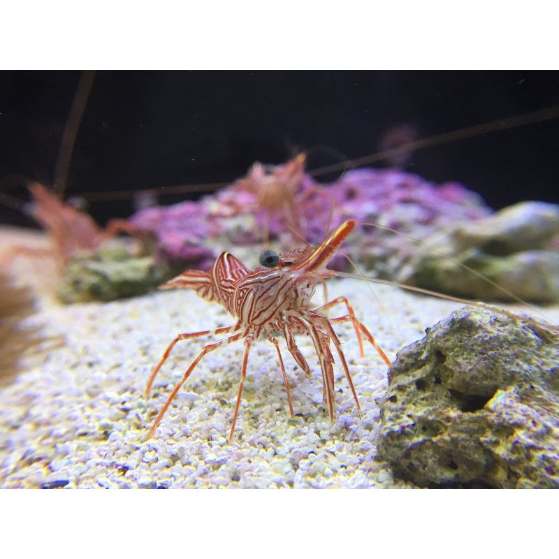 Tanzgarnele - Rhynchocinetes uritai