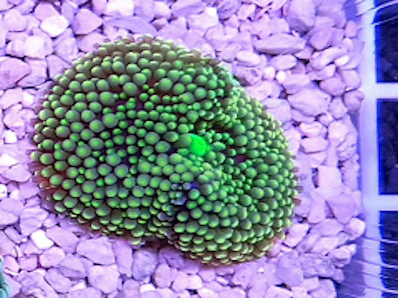 Florida Scheibenanemone -"green"