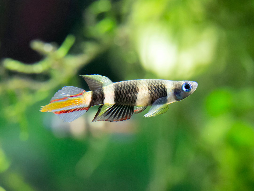 Ringelhechtling - Epiplatys annulatus