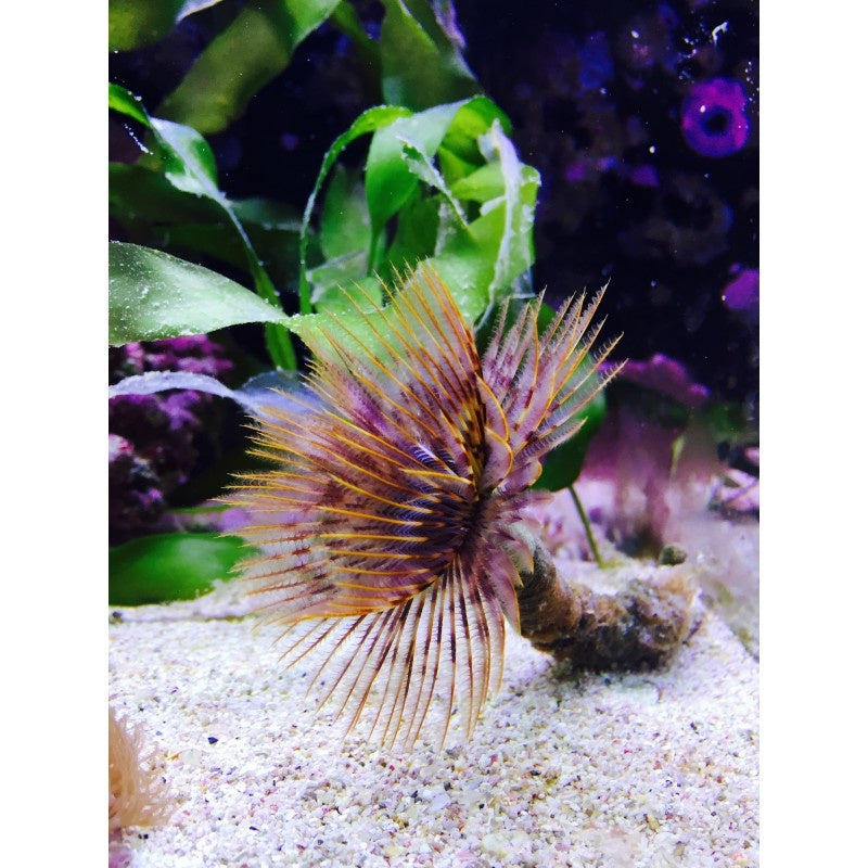 Röhrenwurm - Sabellastarte sp. "Indischer Ocean"