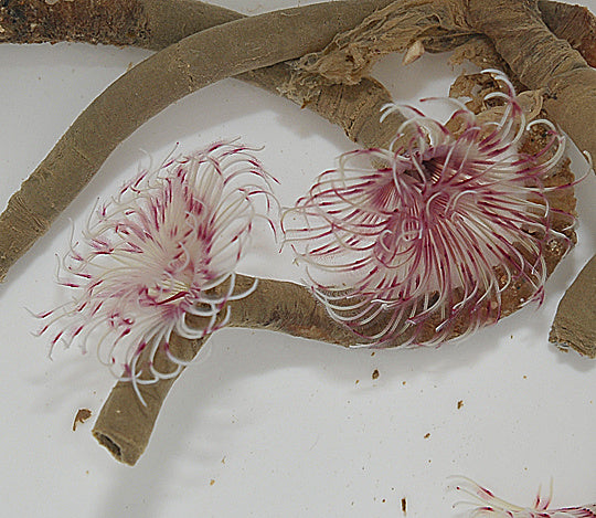 Röhrenwurm "Pink/Weiß"