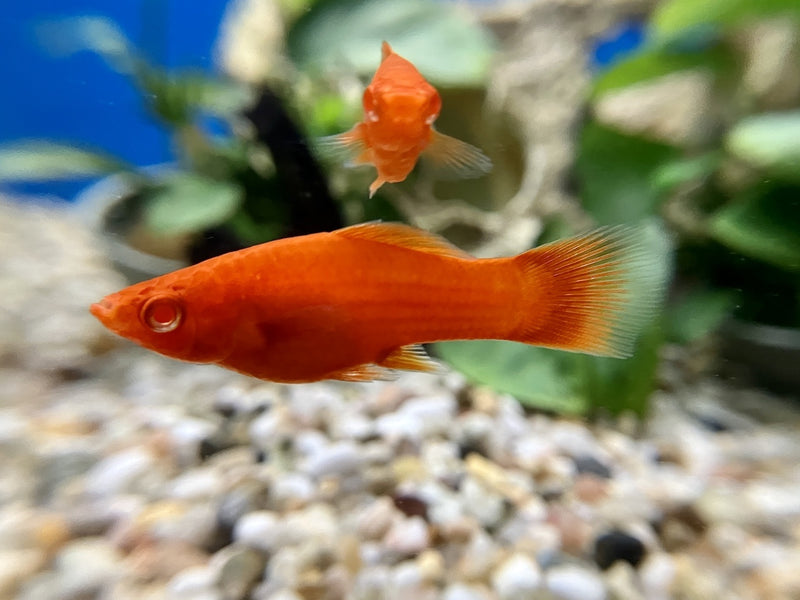 Schwertträger - Xiphophorus helleri "Rotaugen"