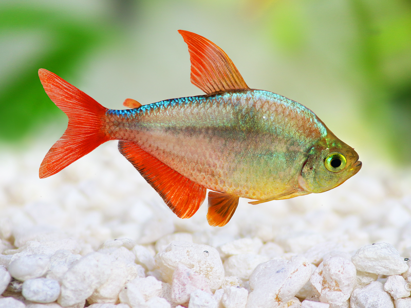Rotblauer Kolumbianer - Hyphessobrycon columbianus "rot/blau"