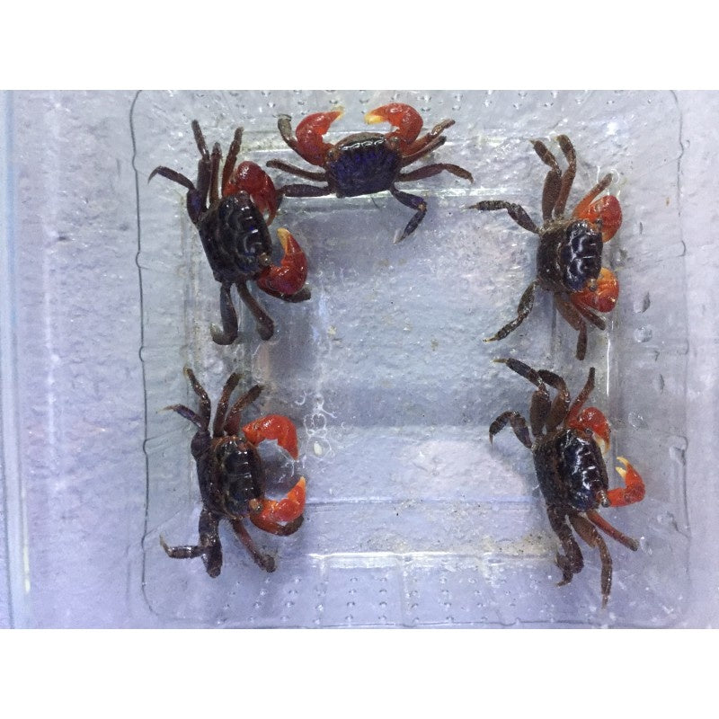 Rote Mangrovenkrabbe - Sesarma bidens
