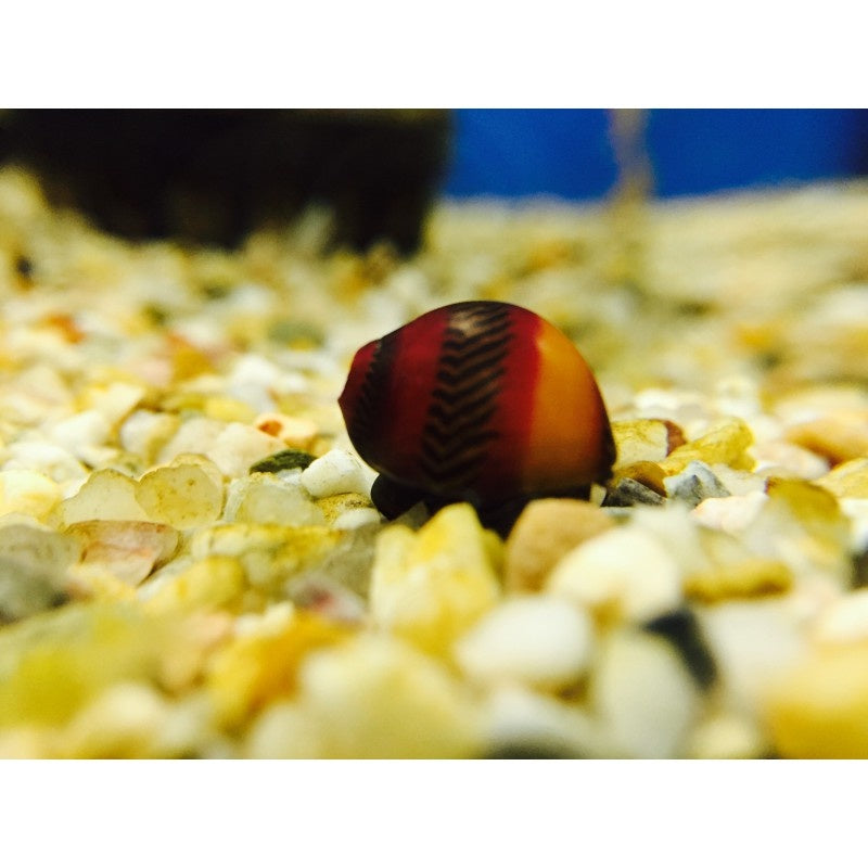 Rote Rennschnecke - Neritina waigiensis